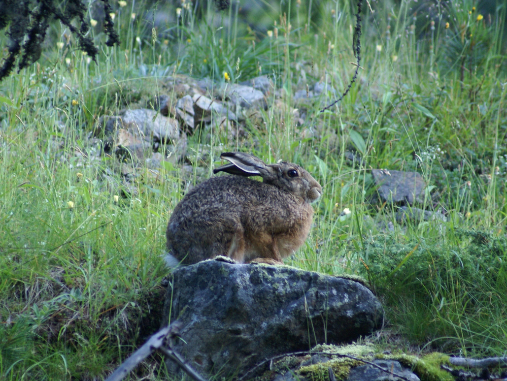 Öv da Pasqua